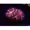 WYSIWYG Micromussa lordhowensis INDO (ex Acanthastrea) 25D2