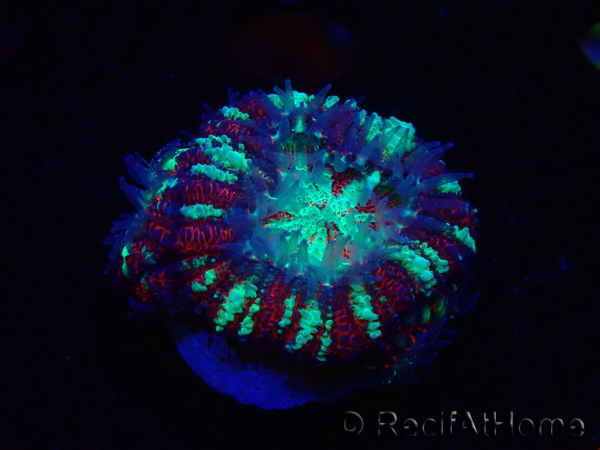 WYSIWYG Micromussa lordhowensis INDO (ex Acanthastrea) 25D4