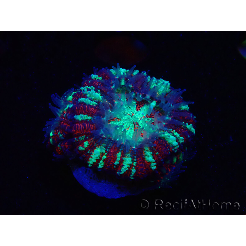 WYSIWYG Micromussa lordhowensis (ex Acanthastrea)