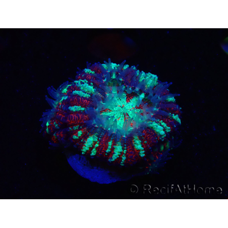 WYSIWYG Micromussa lordhowensis (ex Acanthastrea)