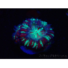WYSIWYG Micromussa lordhowensis (formerly Acanthastrea)