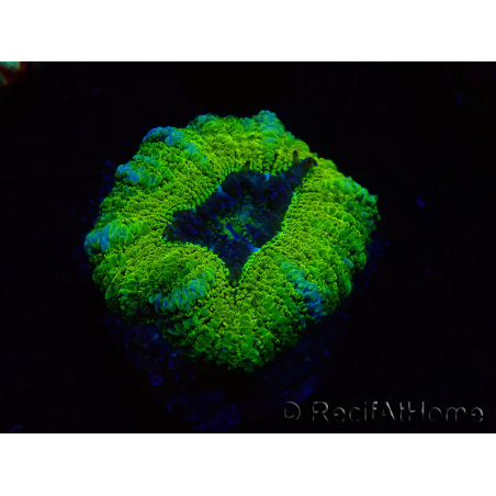 WYSIWYG Micromussa lordhowensis (ehemals Acanthastrea)