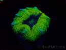 WYSIWYG Micromussa lordhowensis (formerly Acanthastrea)