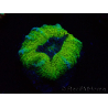 WYSIWYG Micromussa lordhowensis (ehemals Acanthastrea)