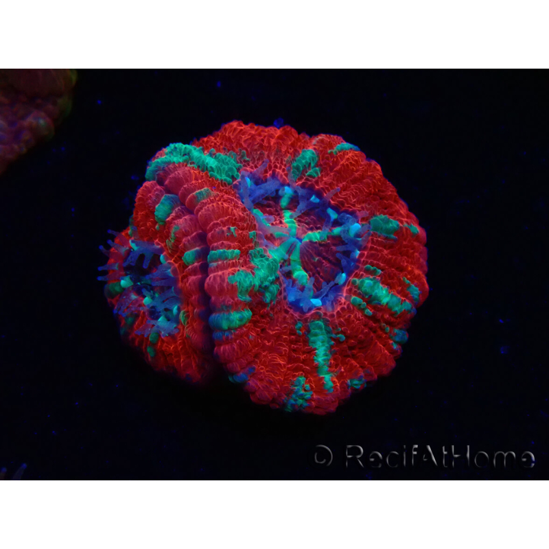 WYSIWYG Micromussa lordhowensis (ehemals Acanthastrea)