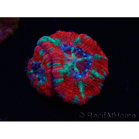 WYSIWYG Micromussa lordhowensis (ehemals Acanthastrea)