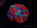 WYSIWYG Micromussa lordhowensis (ex Acanthastrea)