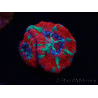 WYSIWYG Micromussa lordhowensis (antes Acanthastrea)
