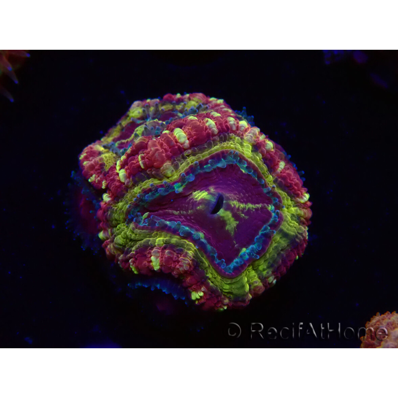 WYSIWYG Micromussa lordhowensis (ex Acanthastrea)