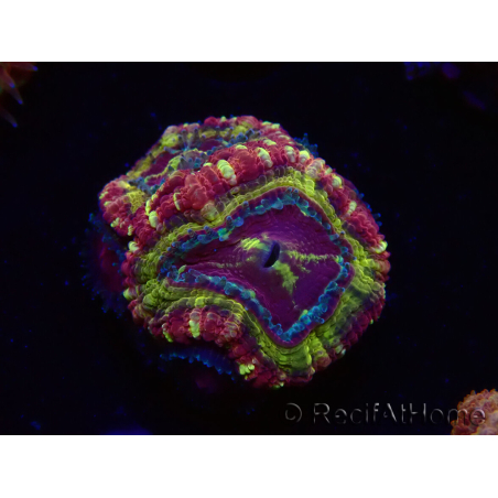 WYSIWYG Micromussa lordhowensis (antes Acanthastrea)