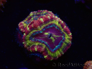 WYSIWYG Micromussa lordhowensis INDO (ex Acanthastrea) 25D9