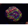 WYSIWYG Micromussa lordhowensis INDO (ex Acanthastrea) 25D9