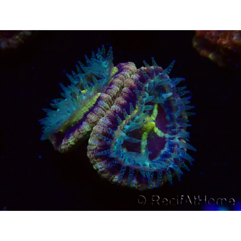 WYSIWYG Micromussa lordhowensis INDO (ex Acanthastrea) 25D10