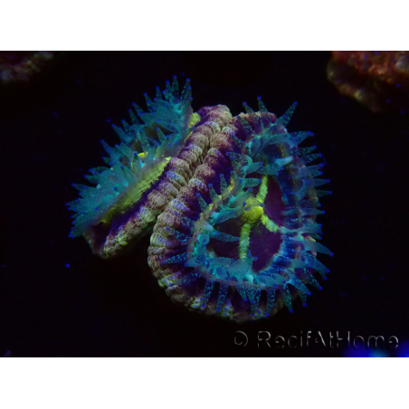 WYSIWYG Micromussa lordhowensis INDO (ex Acanthastrea) 25D10