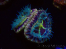 WYSIWYG Micromussa lordhowensis (ex Acanthastrea)