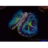 WYSIWYG Micromussa lordhowensis (ehemals Acanthastrea)