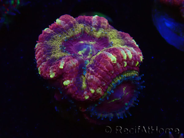 WYSIWYG Micromussa lordhowensis (formerly Acanthastrea)