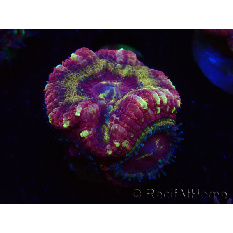 WYSIWYG Micromussa lordhowensis (antes Acanthastrea)