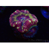 WYSIWYG Micromussa lordhowensis (ehemals Acanthastrea)