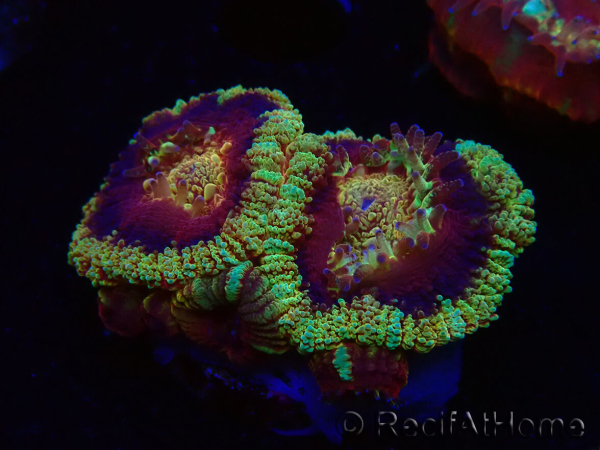 WYSIWYG Micromussa lordhowensis (ex Acanthastrea)