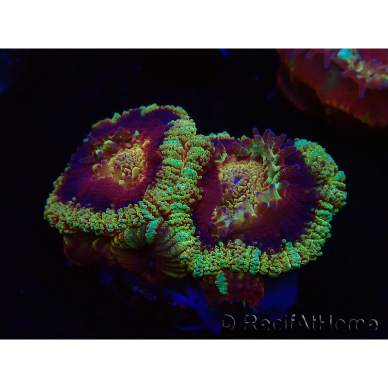 WYSIWYG Micromussa lordhowensis INDO (ex Acanthastrea) 25E2