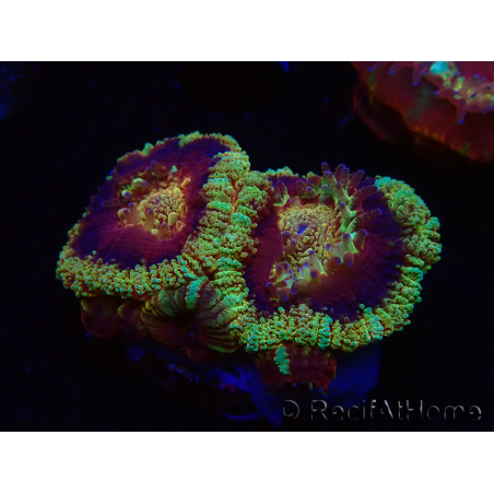 WYSIWYG Micromussa lordhowensis INDO (ex Acanthastrea) 25E2