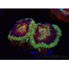 WYSIWYG Micromussa lordhowensis INDO (ex Acanthastrea) 25E2