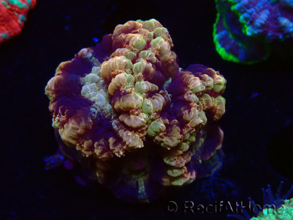 WYSIWYG Micromussa lordhowensis (ex Acanthastrea)