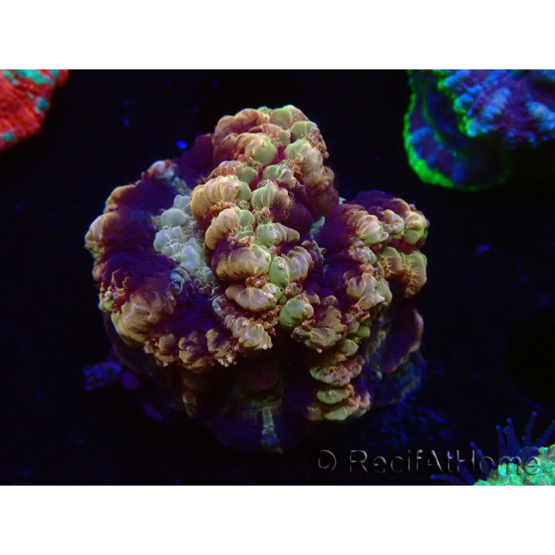 WYSIWYG Micromussa lordhowensis (antes Acanthastrea)