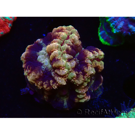 WYSIWYG Micromussa lordhowensis (antes Acanthastrea)