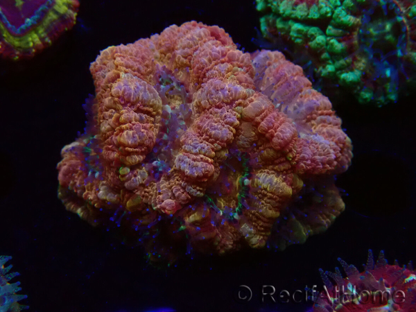 WYSIWYG Micromussa lordhowensis (formerly Acanthastrea)