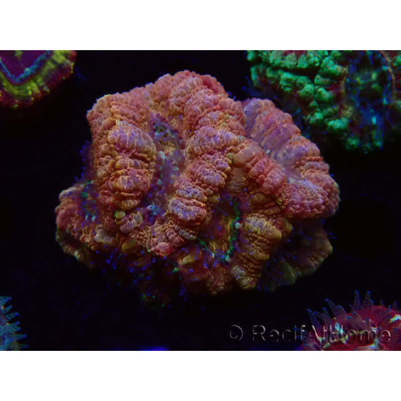 WYSIWYG Micromussa lordhowensis INDO (ex Acanthastrea) 25E4