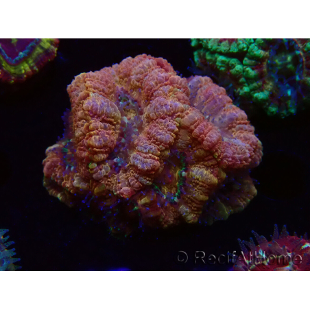 WYSIWYG Micromussa lordhowensis INDO (ex Acanthastrea) 25E4
