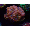 WYSIWYG Micromussa lordhowensis INDO (ex Acanthastrea) 25E4