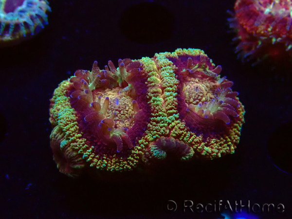 WYSIWYG Micromussa lordhowensis (formerly Acanthastrea)