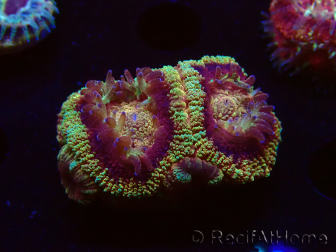 WYSIWYG Micromussa lordhowensis (antes Acanthastrea)