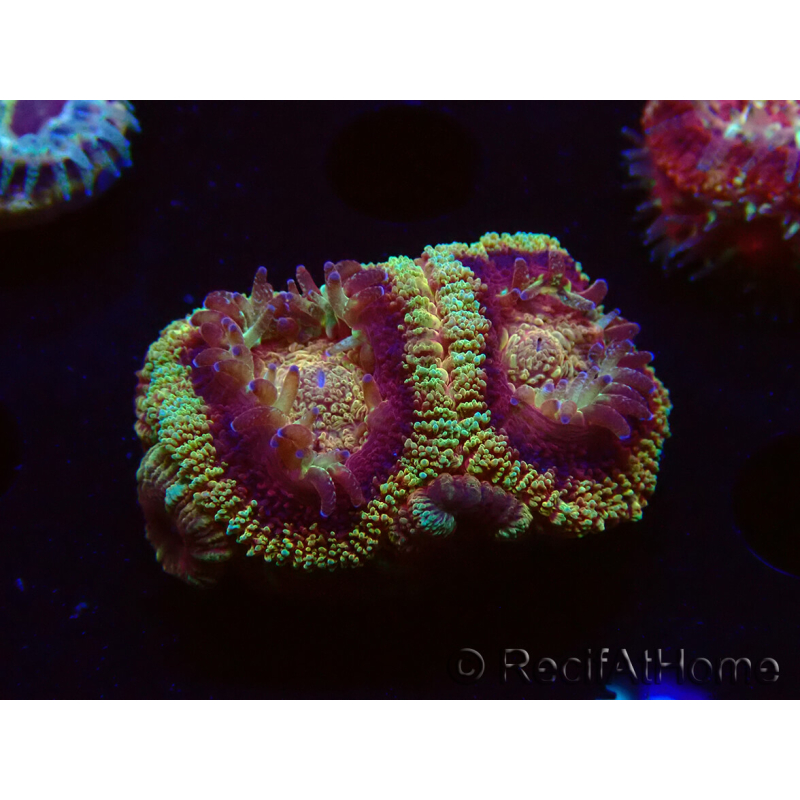 WYSIWYG Micromussa lordhowensis (ex Acanthastrea)