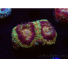 WYSIWYG Micromussa lordhowensis INDO (ex Acanthastrea) 25E7