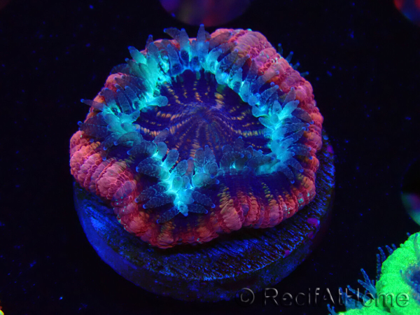 WYSIWYG Micromussa lordhowensis INDO (ex Acanthastrea) 25E9