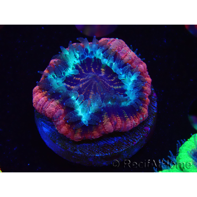 WYSIWYG Micromussa lordhowensis (antes Acanthastrea)
