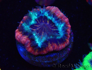 WYSIWYG Micromussa lordhowensis (ehemals Acanthastrea)