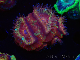 WYSIWYG Micromussa lordhowensis (ex Acanthastrea)