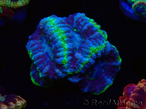 WYSIWYG Micromussa lordhowensis (ex Acanthastrea)