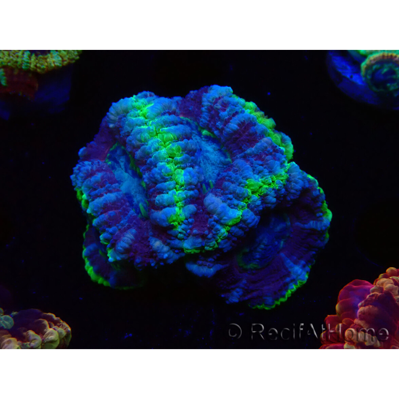 WYSIWYG Micromussa lordhowensis INDO (ex Acanthastrea) 25F4