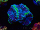 WYSIWYG Micromussa lordhowensis (ehemals Acanthastrea)