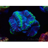 WYSIWYG Micromussa lordhowensis INDO (ex Acanthastrea) 25F4