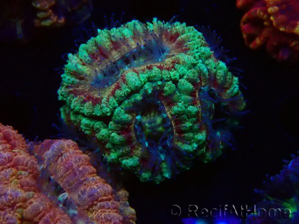 WYSIWYG Micromussa lordhowensis INDO (ex Acanthastrea) 25F6