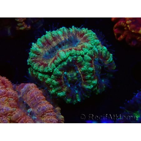 WYSIWYG Micromussa lordhowensis (ehemals Acanthastrea)