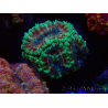 WYSIWYG Micromussa lordhowensis (ehemals Acanthastrea)
