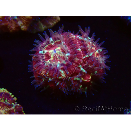 WYSIWYG Micromussa lordhowensis INDO (ex Acanthastrea) 25F8